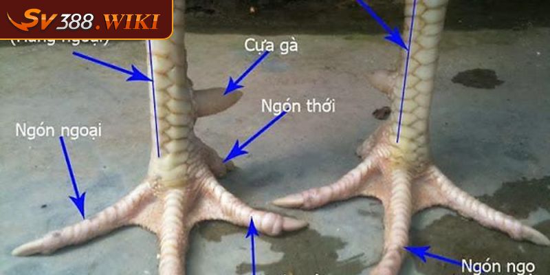 Đánh giá tổng quát về gà chọi cần biết