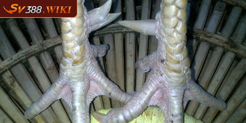 Cách xem chân gà chọi qua kích thước chuẩn