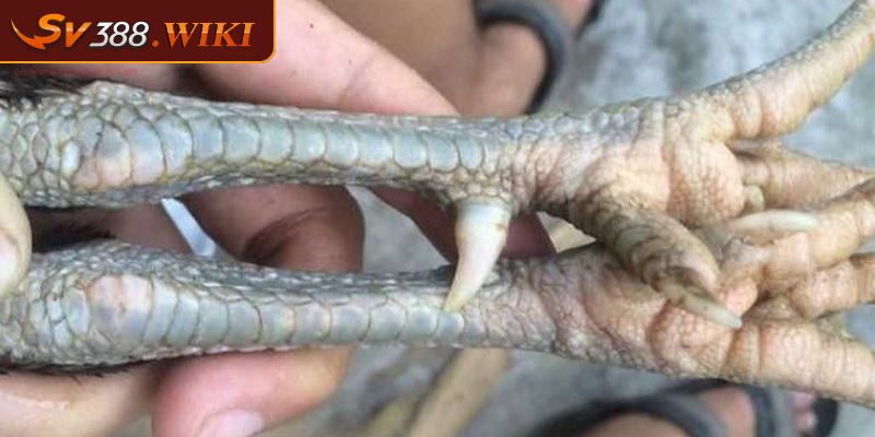 Cách xem chân gà đá dựa trên màu chân