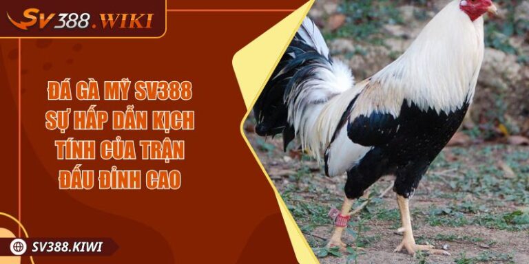 Đá Gà Mỹ SV388 Sự Hấp Dẫn Kịch Tính Của Trận Đấu Đỉnh Cao