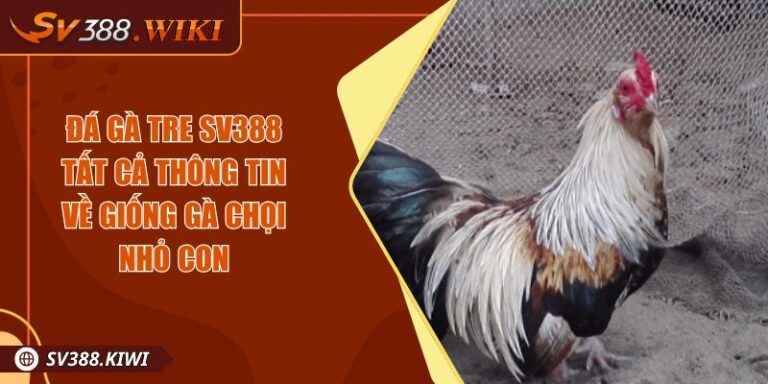 Đá Gà Tre SV388 Tất Cả Thông Tin Về Giống Gà Chọi Nhỏ Con