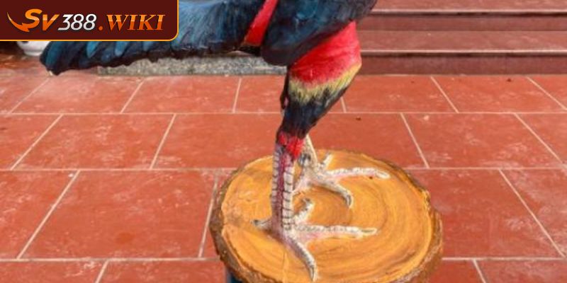 Bộ 4 thần kê vảy gà quý đặc biệt đang được săn đón