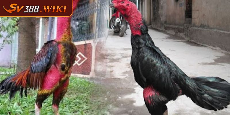 Một vài yếu tố để sư kê chọn linh kê vảy gà quý dễ dàng