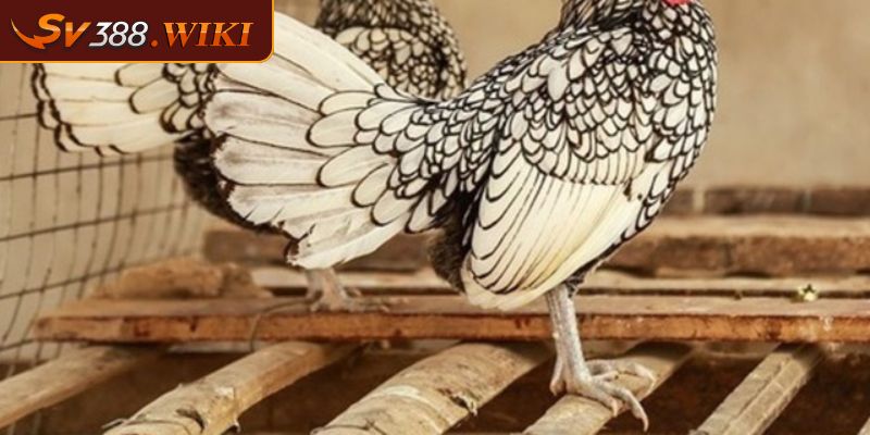 Thần kê vảy gà quý dạng ngũ quỷ