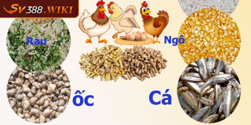 Cách nuôi dưỡng linh kê hiệu quả