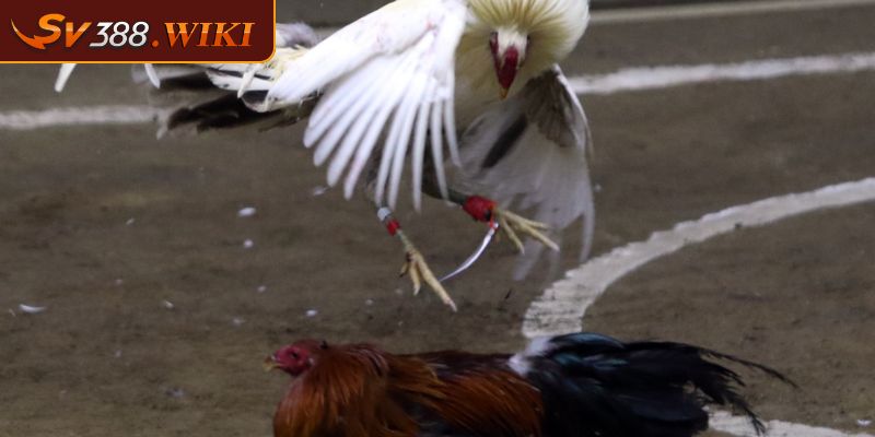 Tuyệt kỹ gây ra đòn “hiểm” chí mạng