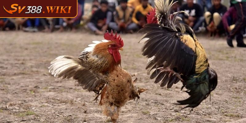 Tìm hiểu thông tin cơ bản về thế gà đá xạ