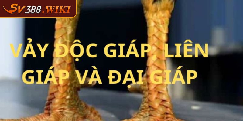 Sơ lược thông tin về dạng vảy gà kích giáp