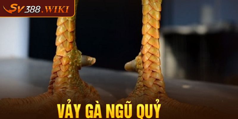 Khám phá về Vảy Gà Ngũ Quỷ