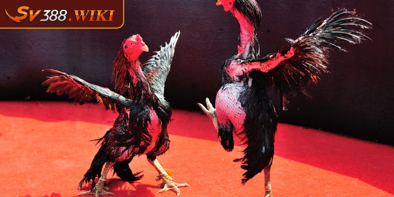 Lối đá của chiến kê sở hữu Vảy Ngũ Quỷ