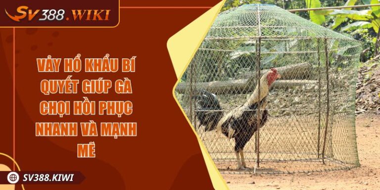 Vảy Hổ Khẩu Bí Quyết Giúp Gà Chọi Hồi Phục Nhanh Và Mạnh Mẽ