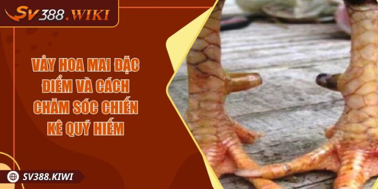 Vảy Hoa Mai Đặc Điểm Và Cách Chăm Sóc Chiến Kê Quý Hiếm