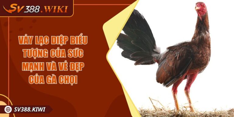 Vảy Lạc Diệp Biểu Tượng Của Sức Mạnh Và Vẻ Đẹp Của Gà Chọi