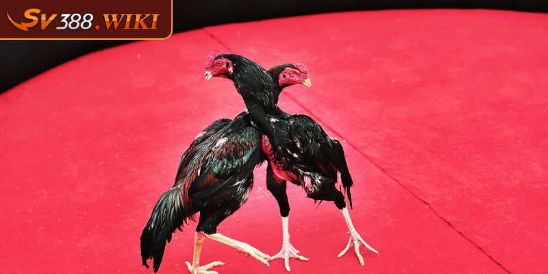 Đặc điểm nhận biết vảy lạc diệp ở gà chiến