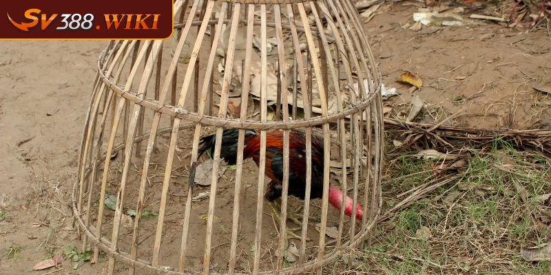 Lưu ý khi nuôi chiến kê