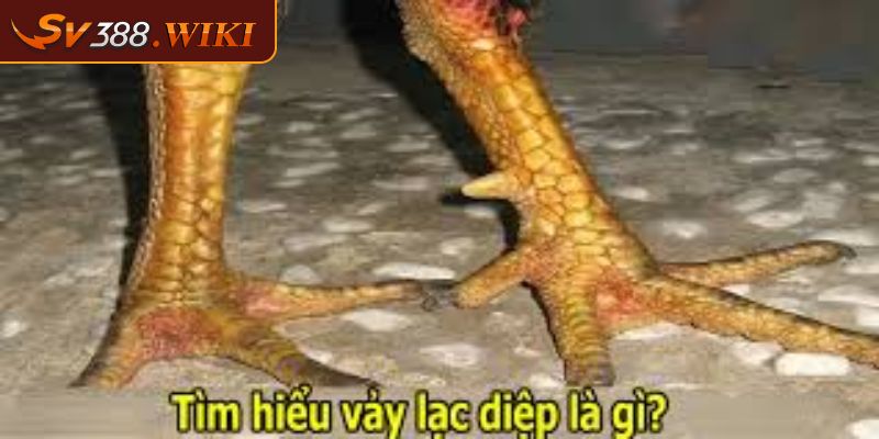 Tổng quan về vảy lạc diệp