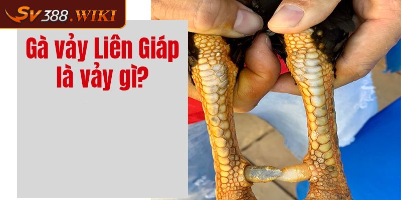 Khái quát vài nét về vảy liên giáp