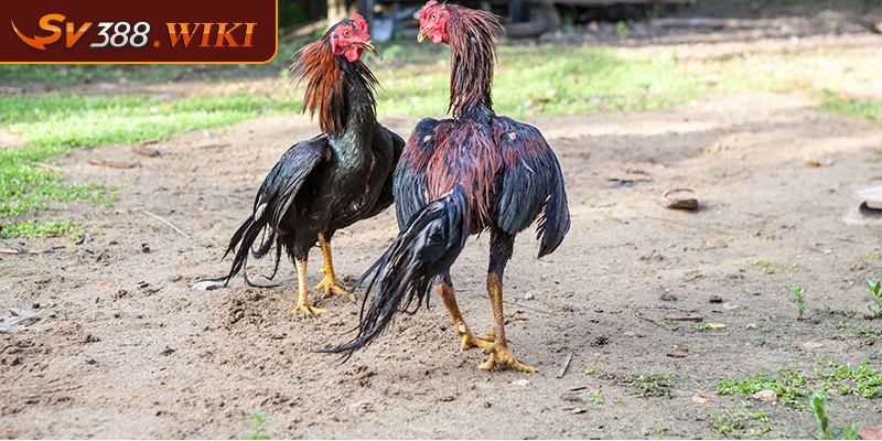 Những loại vảy gà liên giáp thường gặp được tổng hợp