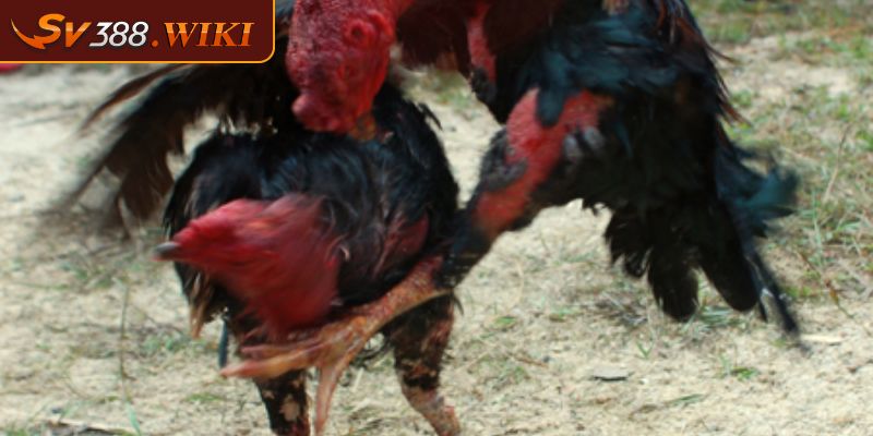 Chiến kê vảy dạng linh giáp tử thực sự tốt khi thi đấu