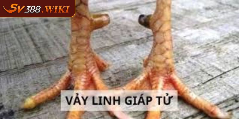 Gà đá vảy linh giáp tử rất máu chiến