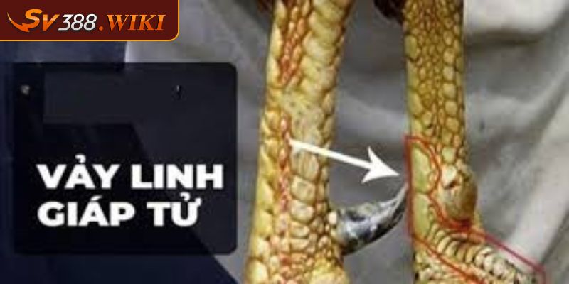 Tìm hiểu vài nét về gà đá vảy linh giáp tử