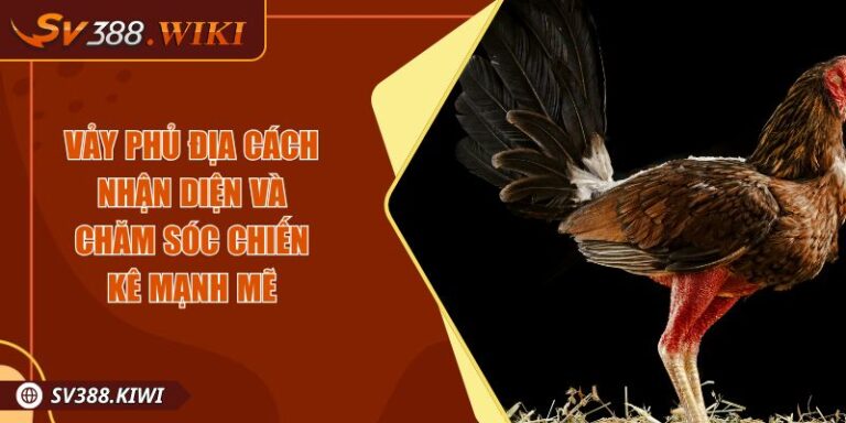 Vảy Phủ Địa Cách Nhận Diện Và Chăm Sóc Chiến Kê Mạnh Mẽ