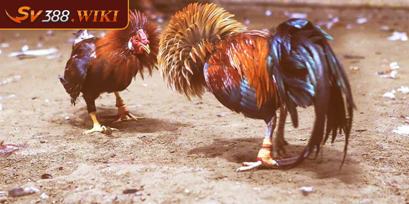 Dựa trên hình thể chiến kê