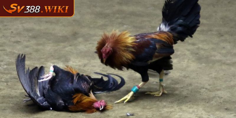Cách chọn gà đá cựa sắt hay dựa trên kỹ năng chiến đấu