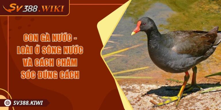 Con Gà Nước - Loài Ở Sông Nước Và Cách Chăm Sóc Đúng Cách