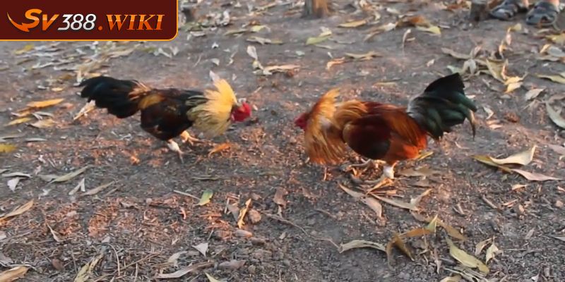 Luật đá gà tre qua quy tắc thi đấu cụ thể